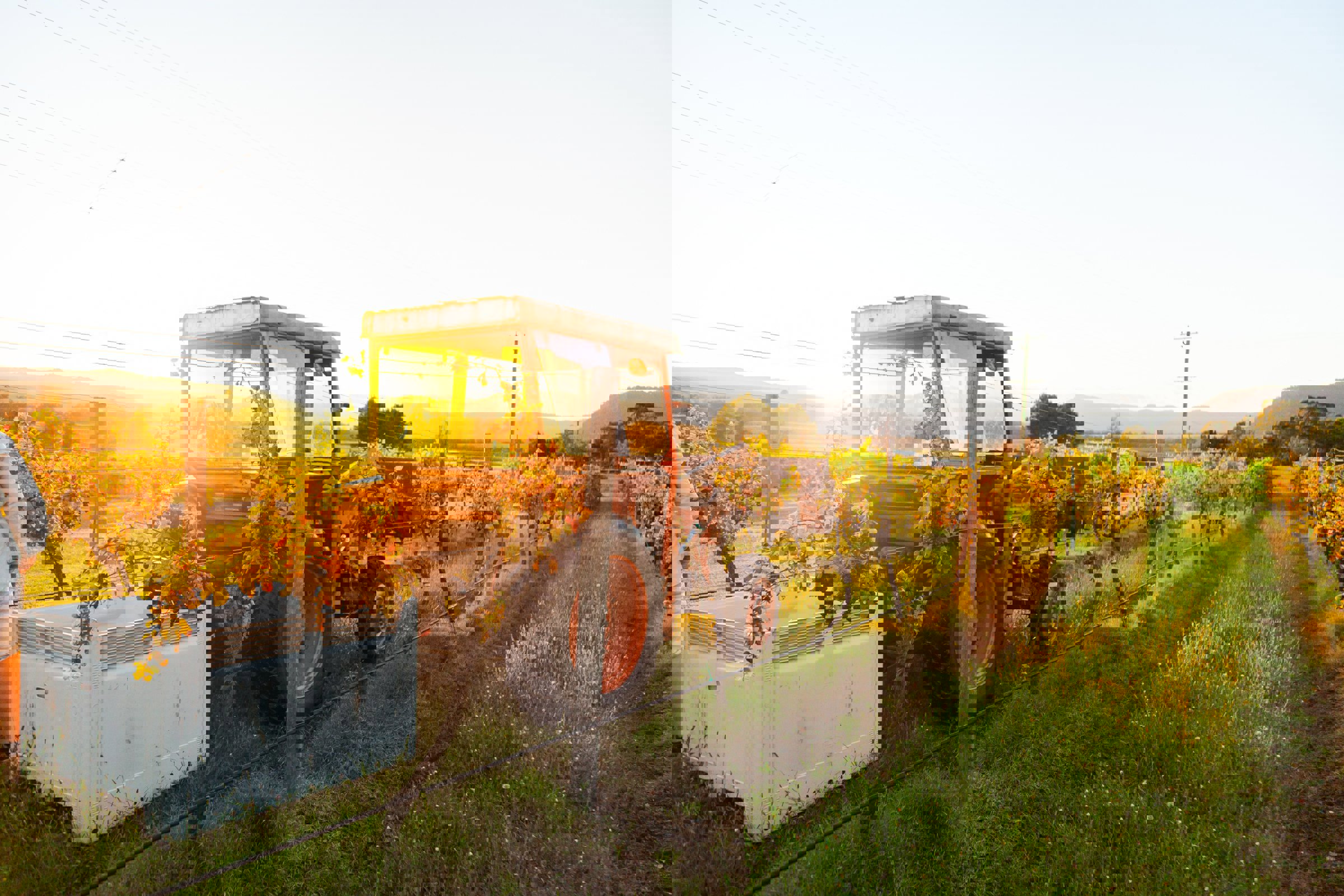 Why the Wine Code is a good vintage